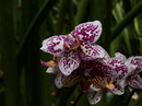 Orchidee