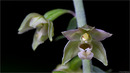 Fotos_Orchideen