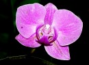 Orchidee 7