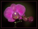 Fotos_Orchideen