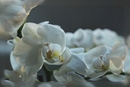 Fotos_Orchideen