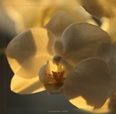 Orchideen im Quadrat