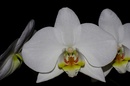 K-3, smc DA*55mm 1:1.4