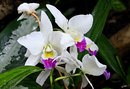 Orchidee-cattleya hybride