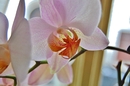 Orchidee