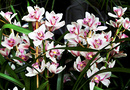 Orchideen-Cymbidium Hybride