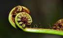 Auch eine Orchidee