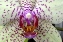 Orchidee