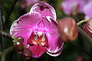 Fotos_Orchideen