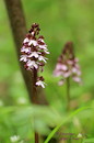 Fotos_Orchideen