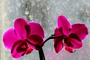 Orchidee    Licht und Schatten