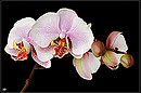 Phaleanopsis