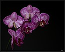 Phaleanopsis