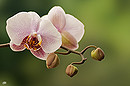 Phaleanopsis