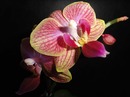 Phalaenopsis ~Gelb-Lila~