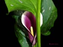 ~~Calla Blüte~~