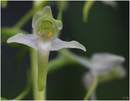 Zweiblättrige Waldhyazinthe  