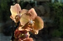 Fotos_Orchideen