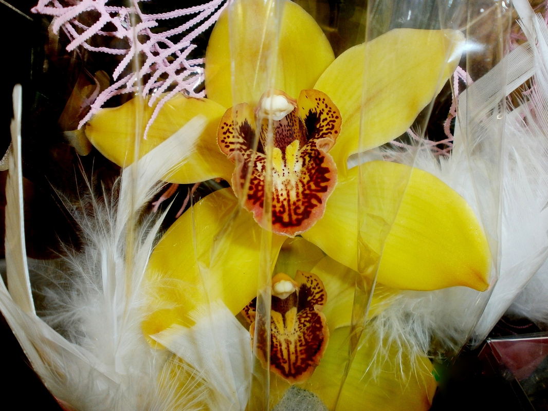 Orchidee