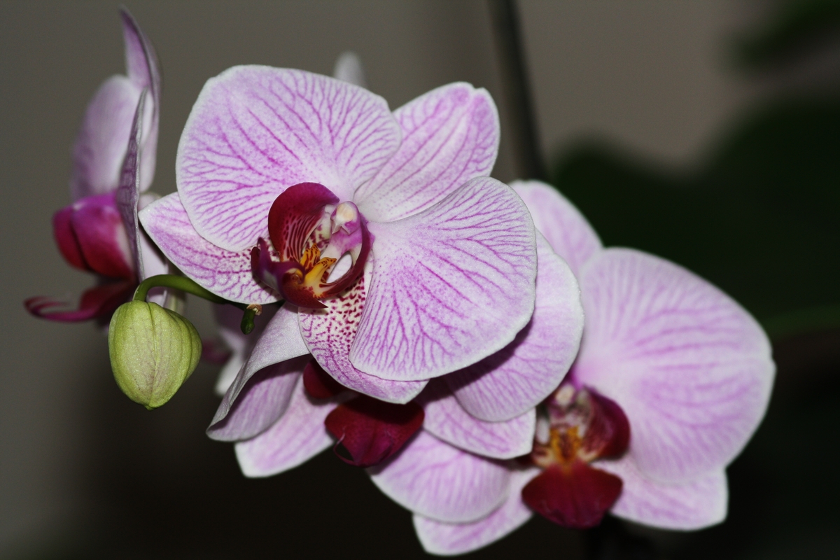Orchidee die "Dritte"