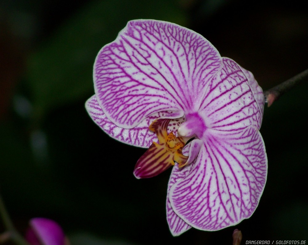 Orchidee 2