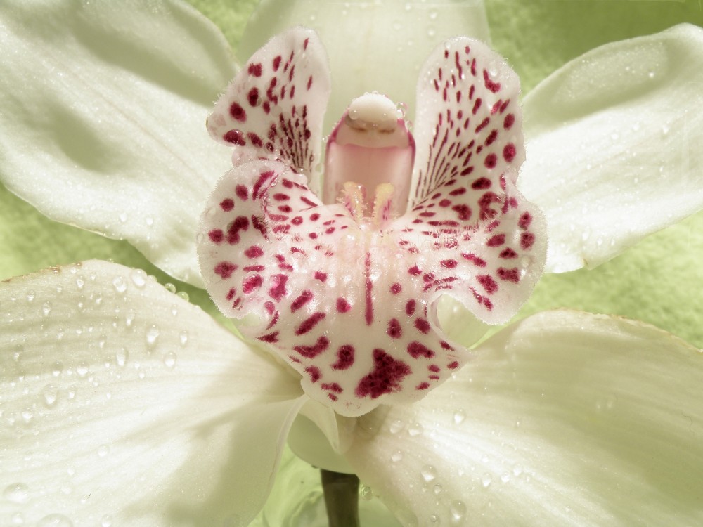 Orchidee