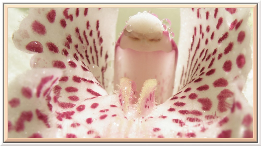 Orchidee