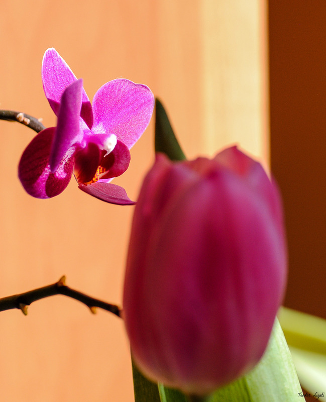 Lila Orchidea.