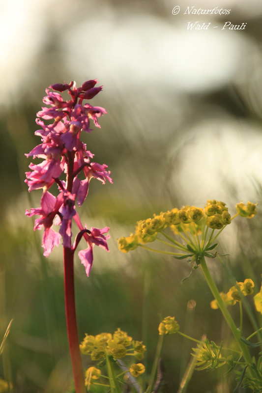 Auf der Orchideenwiese  1