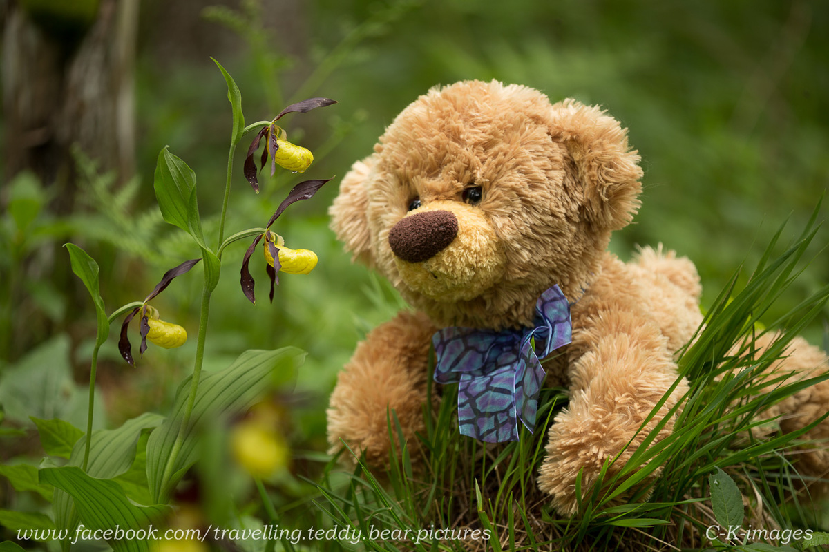 Teddy und der Frauenschuh