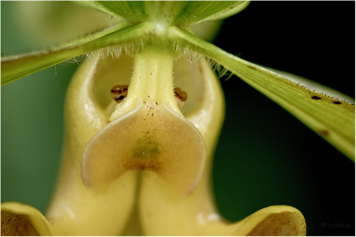 Orchideenhaus Berggarten Hannover-Herrenhausen ( 1 )