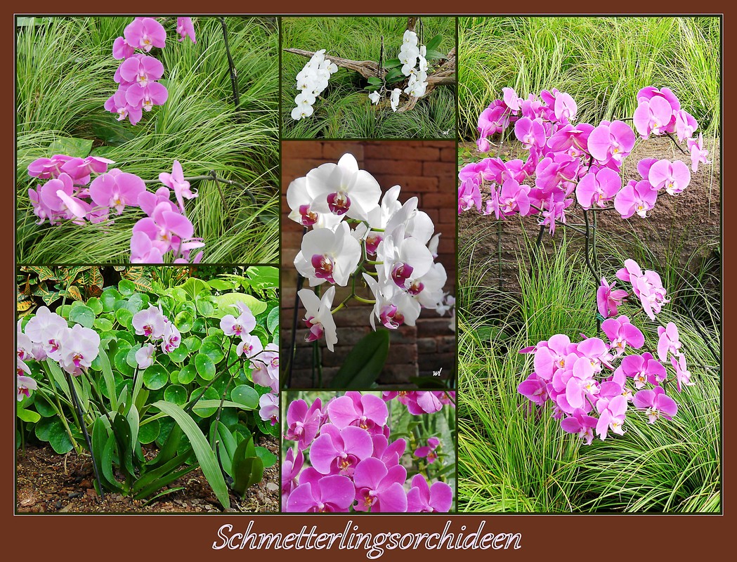 Orchideen