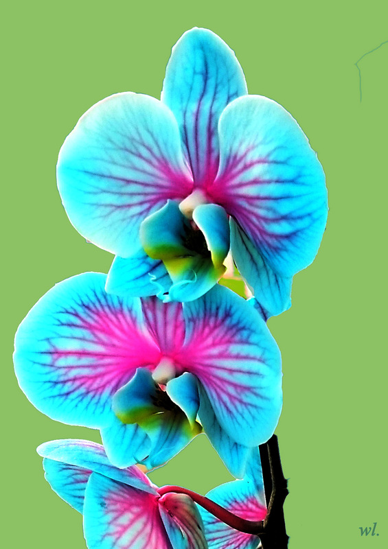 Orchidee in Blau