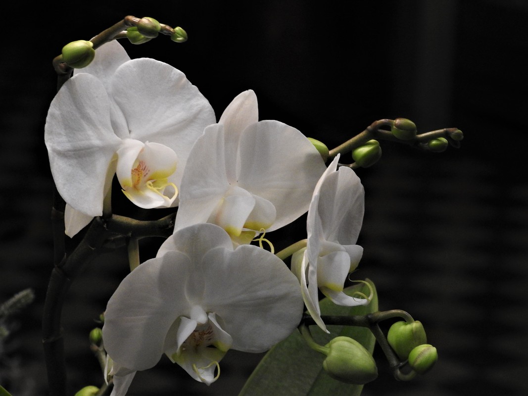 Orchideentraum