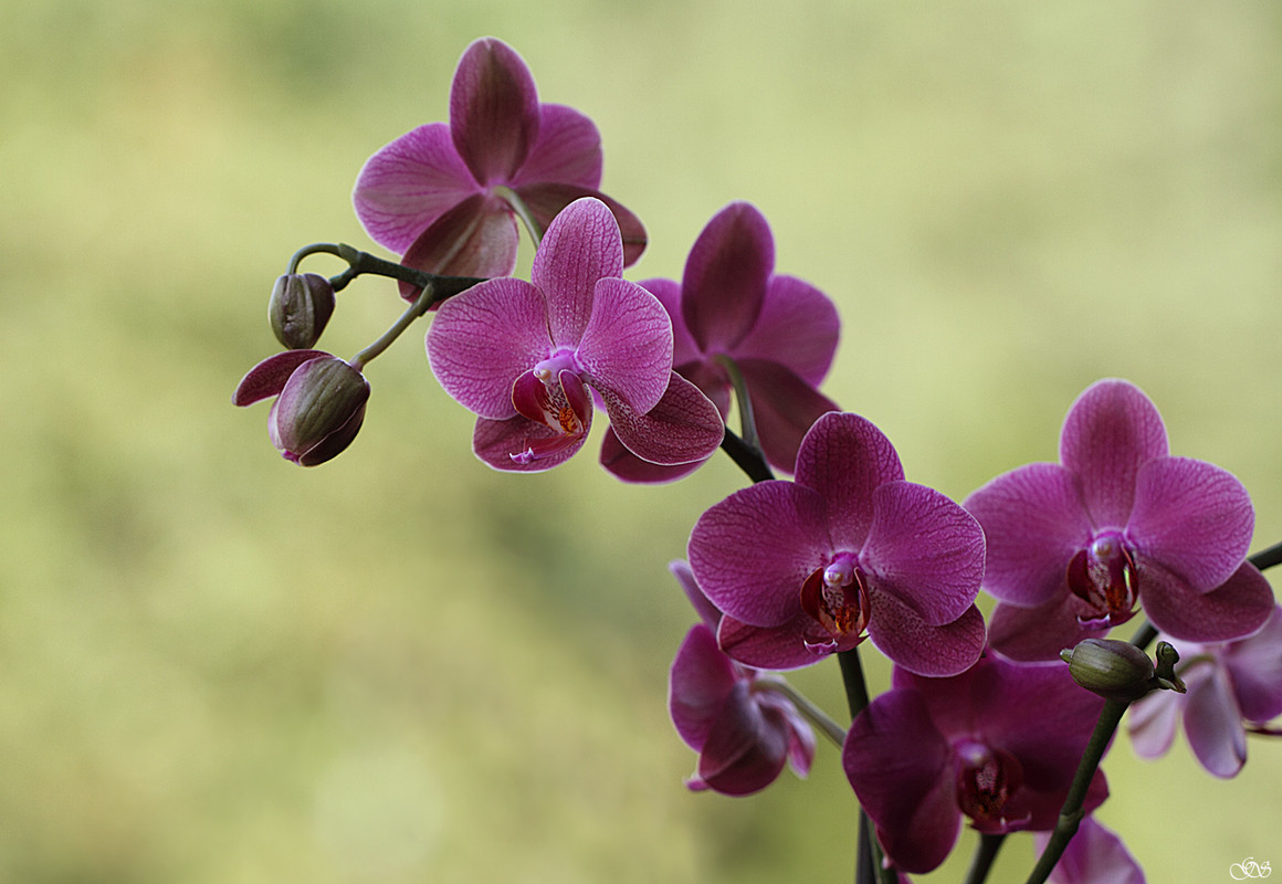 Phaleanopsis
