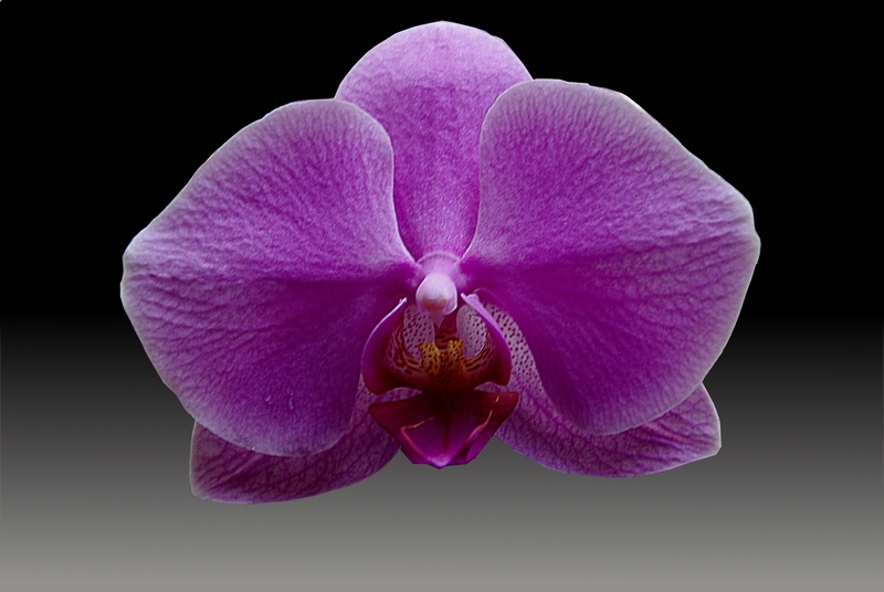 Orchidee 2
