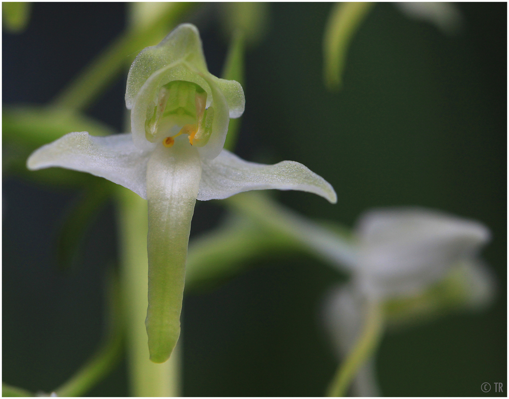 Zweiblättrige Waldhyazinthe  