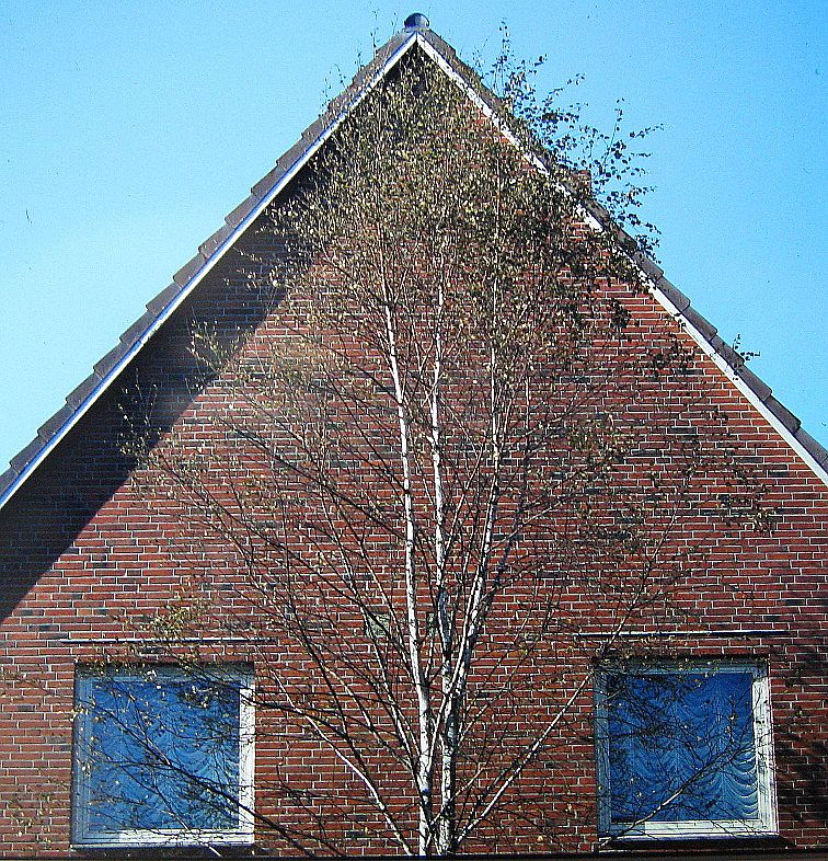 Zwei Fensteraugen schauen Dich an.