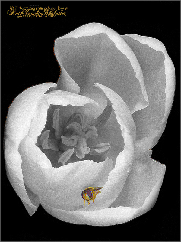 '' Gnat on Tulip # II ''
