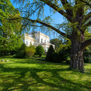 Eltville - Villa am Park mit Gingobaum im Park der Villa Marix