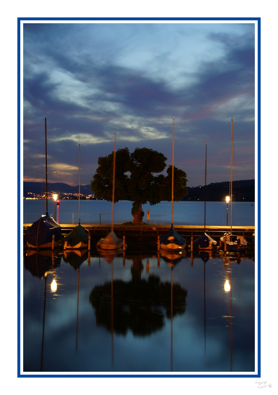 Der einsame Baum Rapperswil / Schweiz