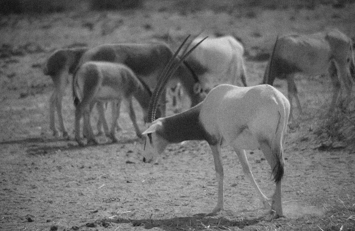 IN DER NEGEVWÜSTE IN ISRAEL