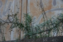 Fotos_Altes & Marodes