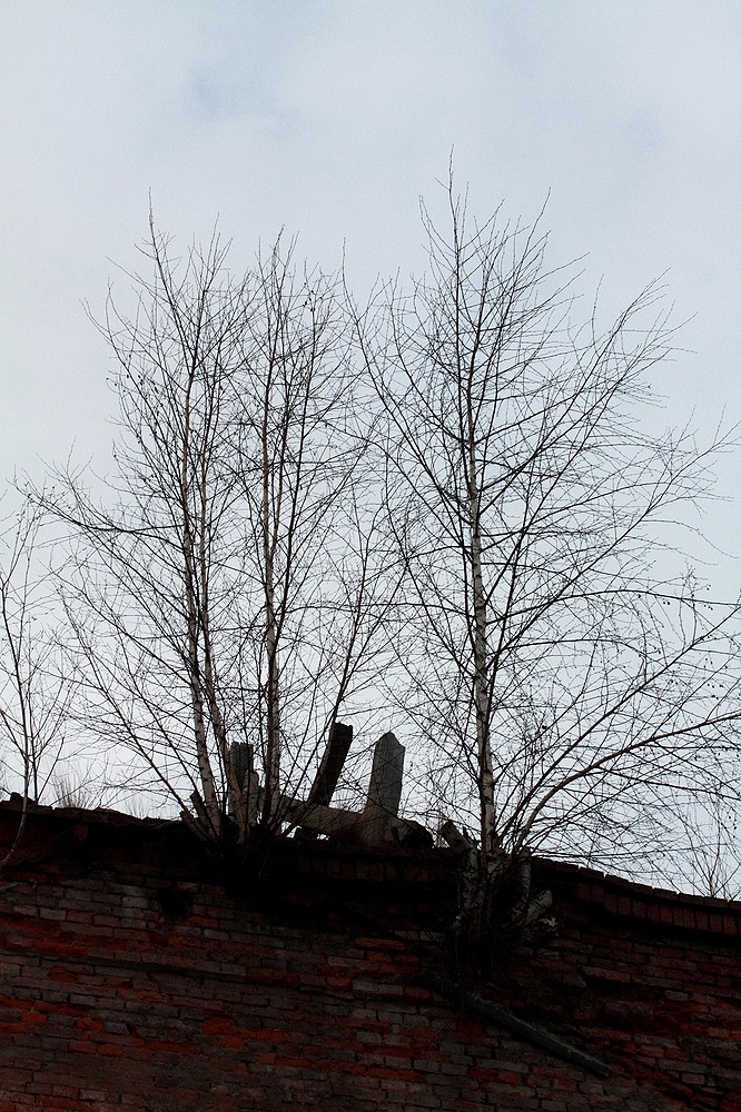 Bäume wachsen überall