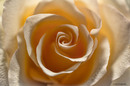 Rose ganz nah.