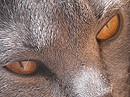 Kater  