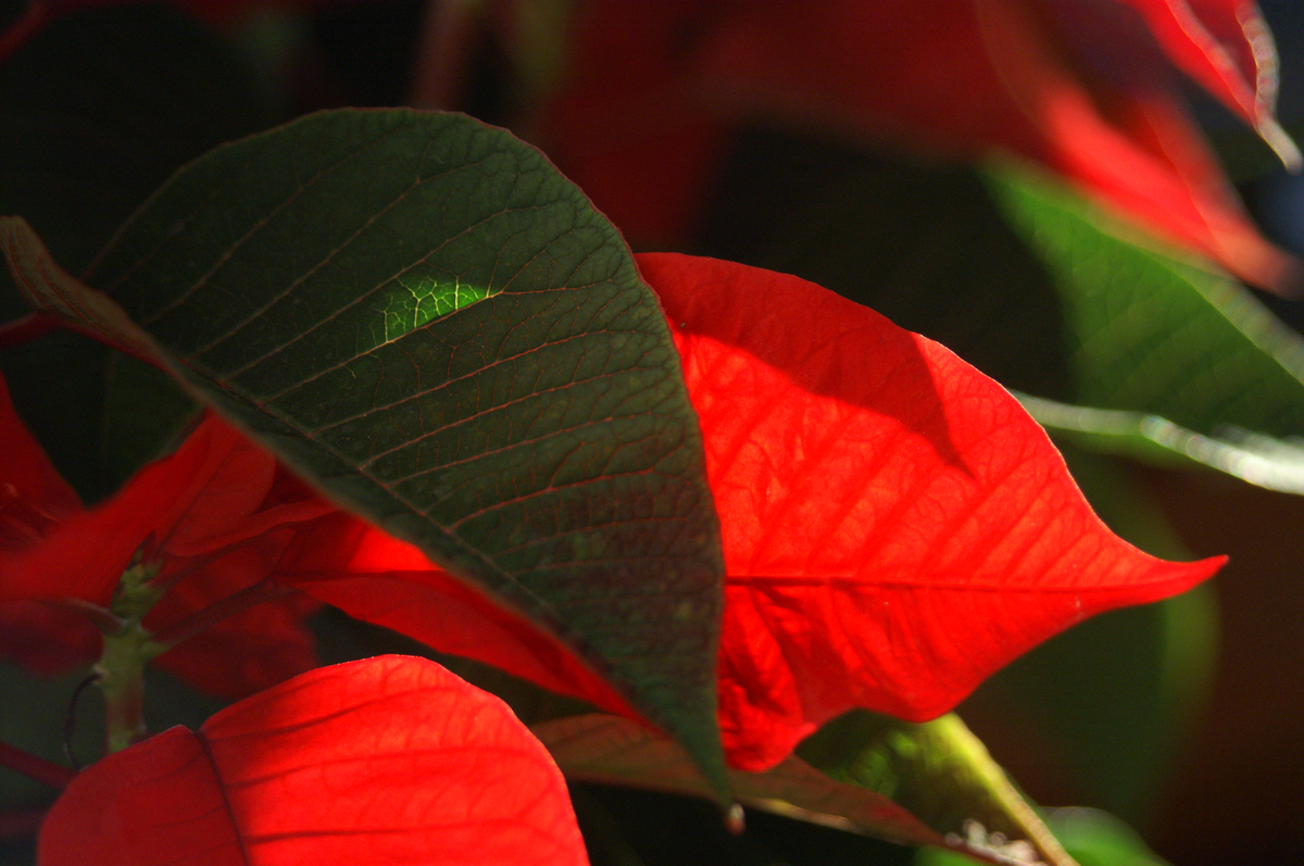 Farbenpracht mit Sonne