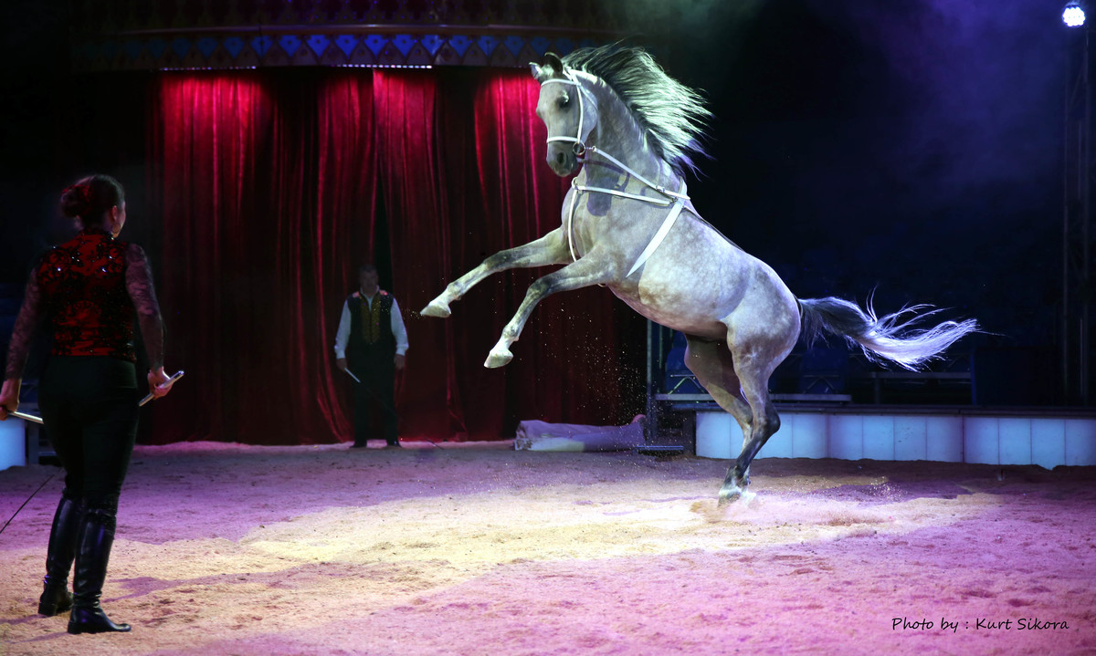 Circus Carl Busch. Edler Araber.