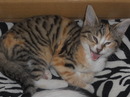 Fotos_Katzen