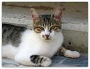 Streuner in Rhodos